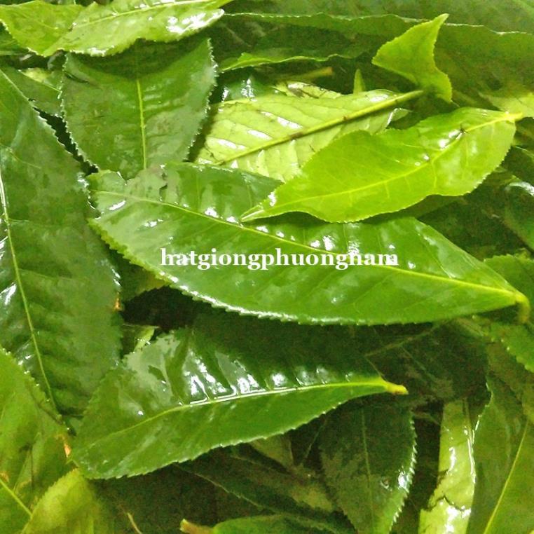 15H - HẠT GIỐNG TRÀ XANH