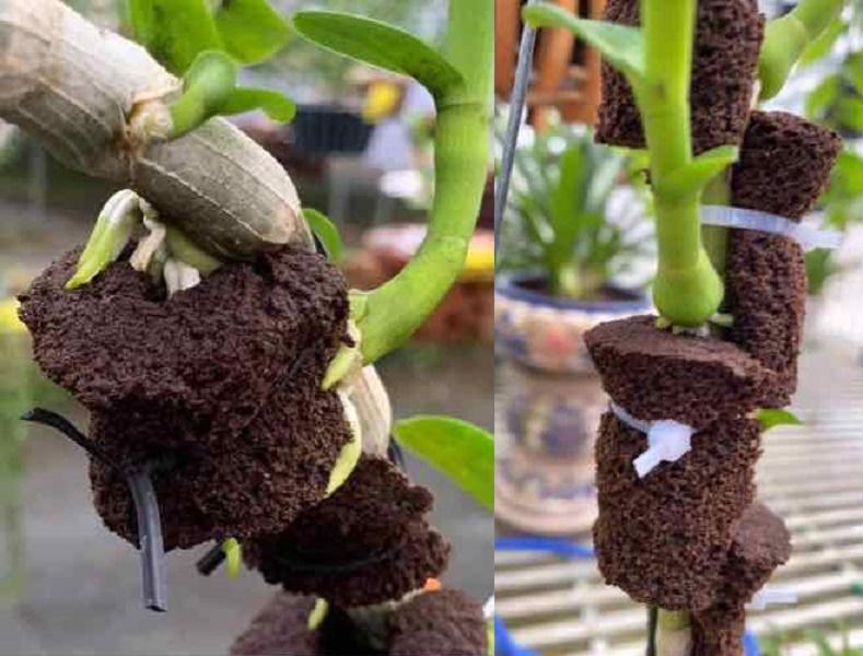 Viên mút ươm kie hữu cơ dành cho hoa lan Peatmoss Hà Lan chính hãng