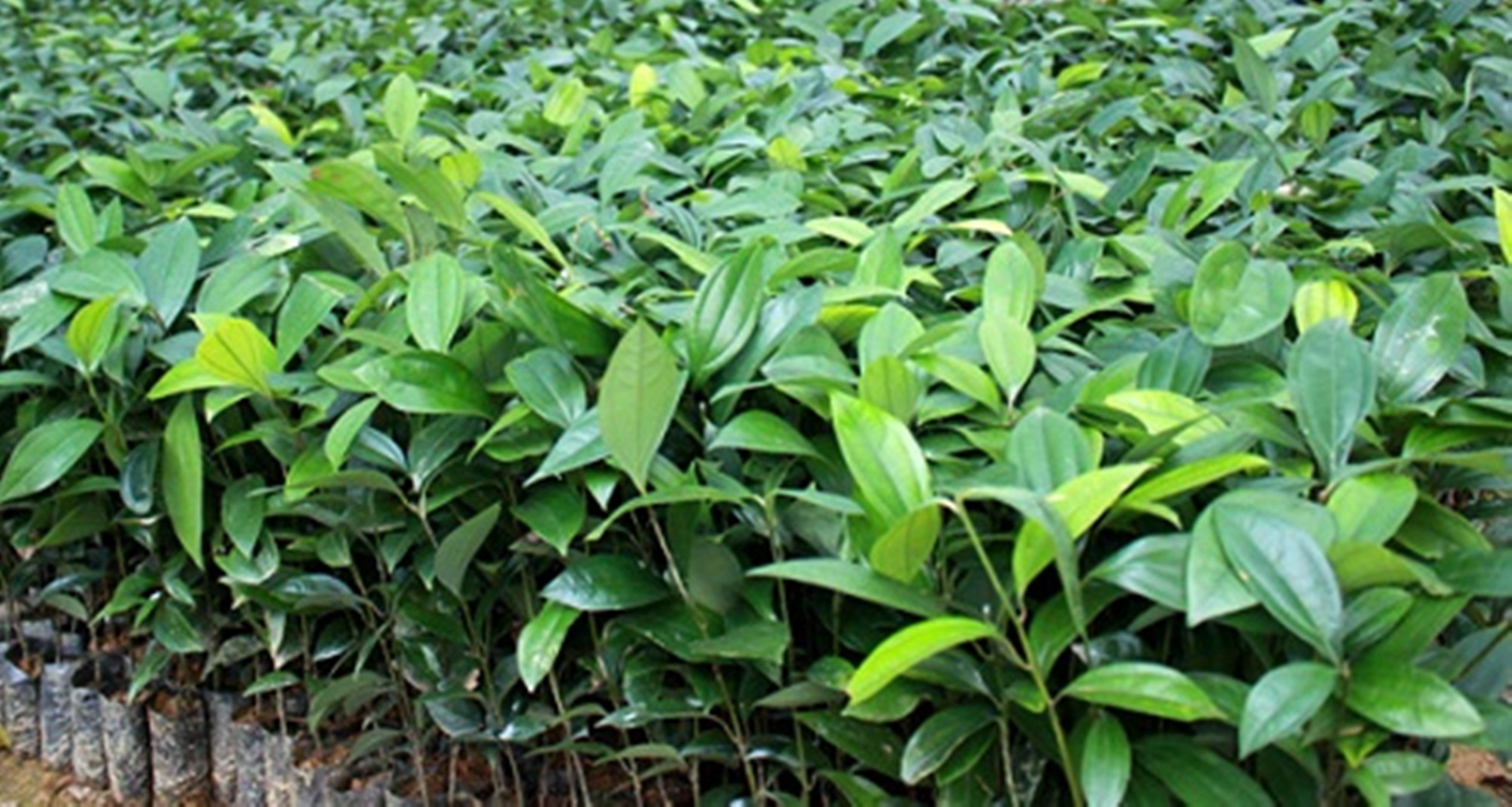 Combo - 2 Cây quế, chiều cao cây 90cm-1m