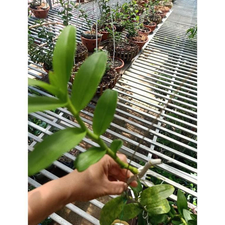 Lan phi điệp mặt hoa đẹp mặt hoa cực đẹp, ki tách thân, chuẩn mặt hoa