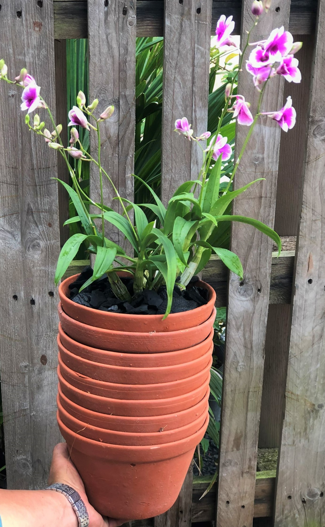 Bộ 10 chậu đất nung trồng Lan trồng cây số 1 rộng 19,5 cm x cao 13 cm