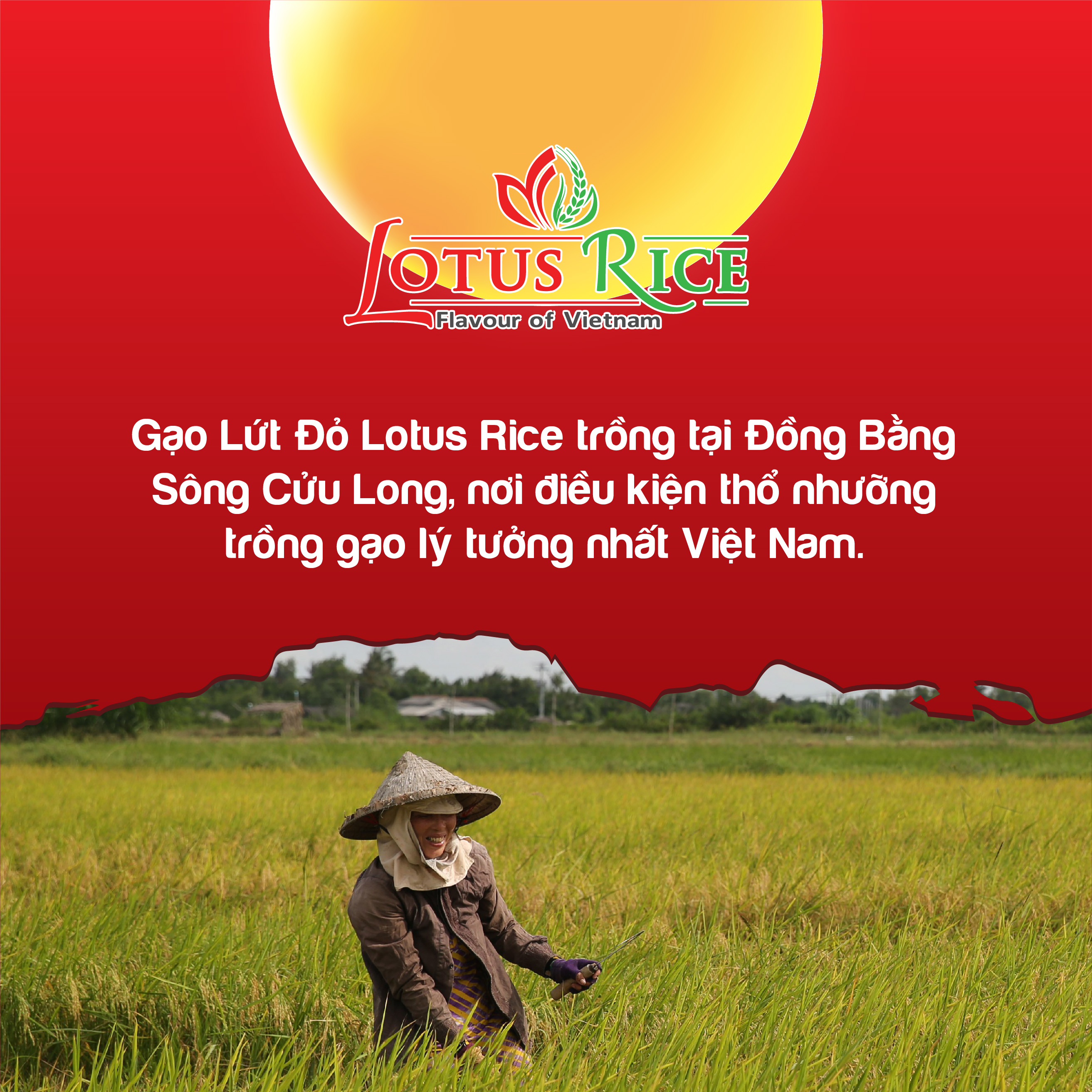 Gạo Lứt Đỏ Lotus Rice 1kg - Tốt cho người ăn giảm cân - Dễ ăn dễ nấu