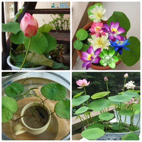 Hạt giống Hoa Sen Mini Nhật - Nông Sản Vàng