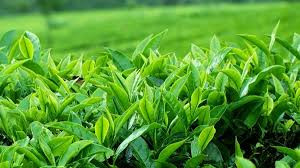 cac vị thảo mộc