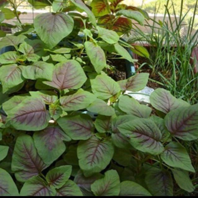 Gói 50gr hạt giống rau dền khoang cao sản