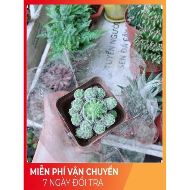 Xương Rồng Trứng Chim