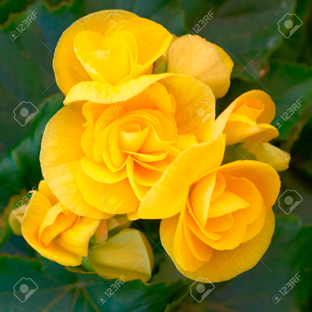Cây giống HOA HẢI ĐƯỜNG- Hoa siêu to, siêu đẹp, siêu rẻ - Hoa màuu vàng rực rỡ