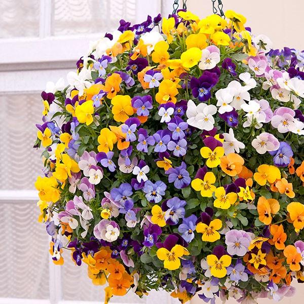 Hạt giống hoa pansy - gói 100 hạt - nảy mầm tốt, nở hoa đồng đều dễ trồng dễ chăm sóc