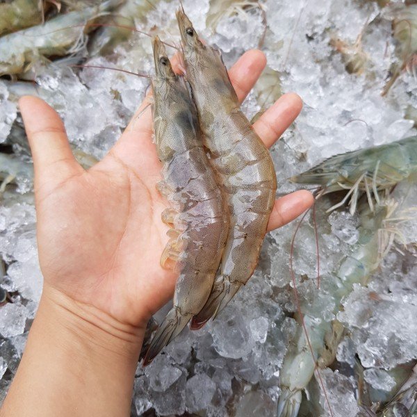 Tôm Thẻ Tươi Khay 250g