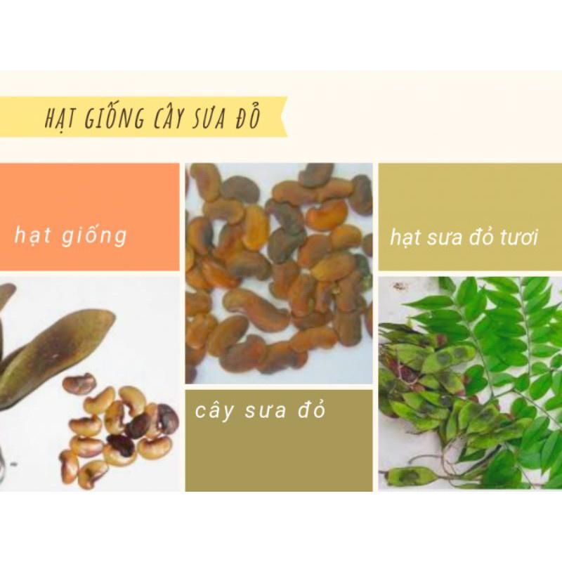 1kg hạt giống gỗ sưa đỏ