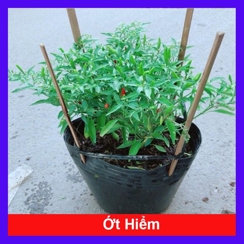 Cây ớt hiểm - cây cảnh vườn + tặng phân bón cho cây