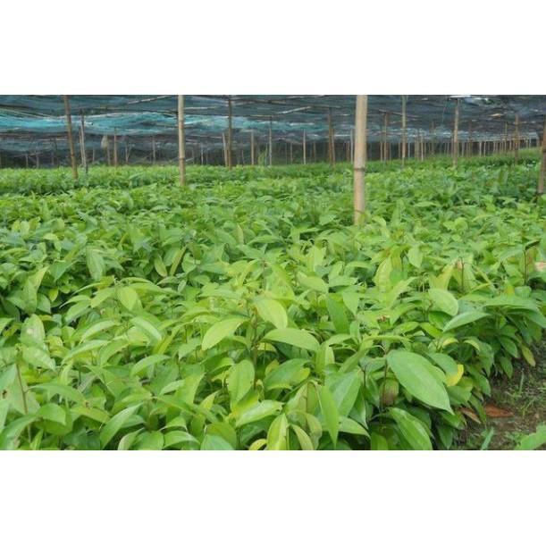 COMBO 5 cây QUẾ giống - Hàng cây giống to khỏe đẹp