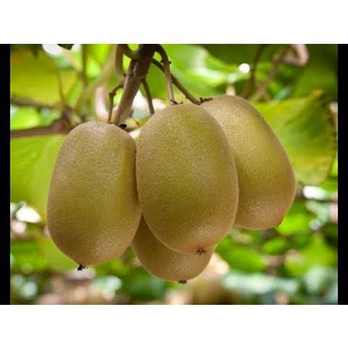 Hạt giống cây ăn trái kiwi CT297 - Gói 30 hạt