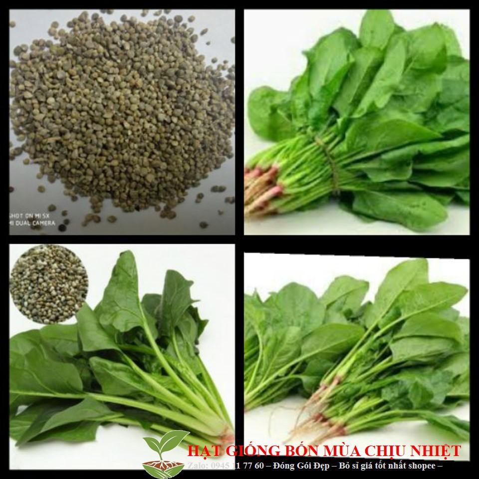 Hạt giống Rau Chân Vịt