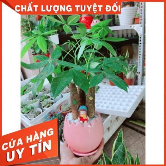 Chậu kim ngân ba thân mix cô bé mùa đông