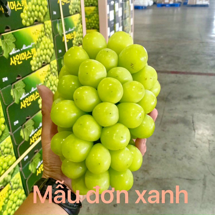 Cây Nho Giống Mẫu Đơn Shine Muscat. ( Nho Sữa  )