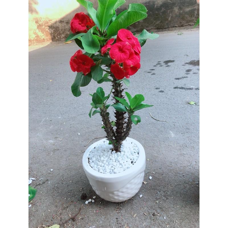 Chậu Xương Rồng Bát Tiên