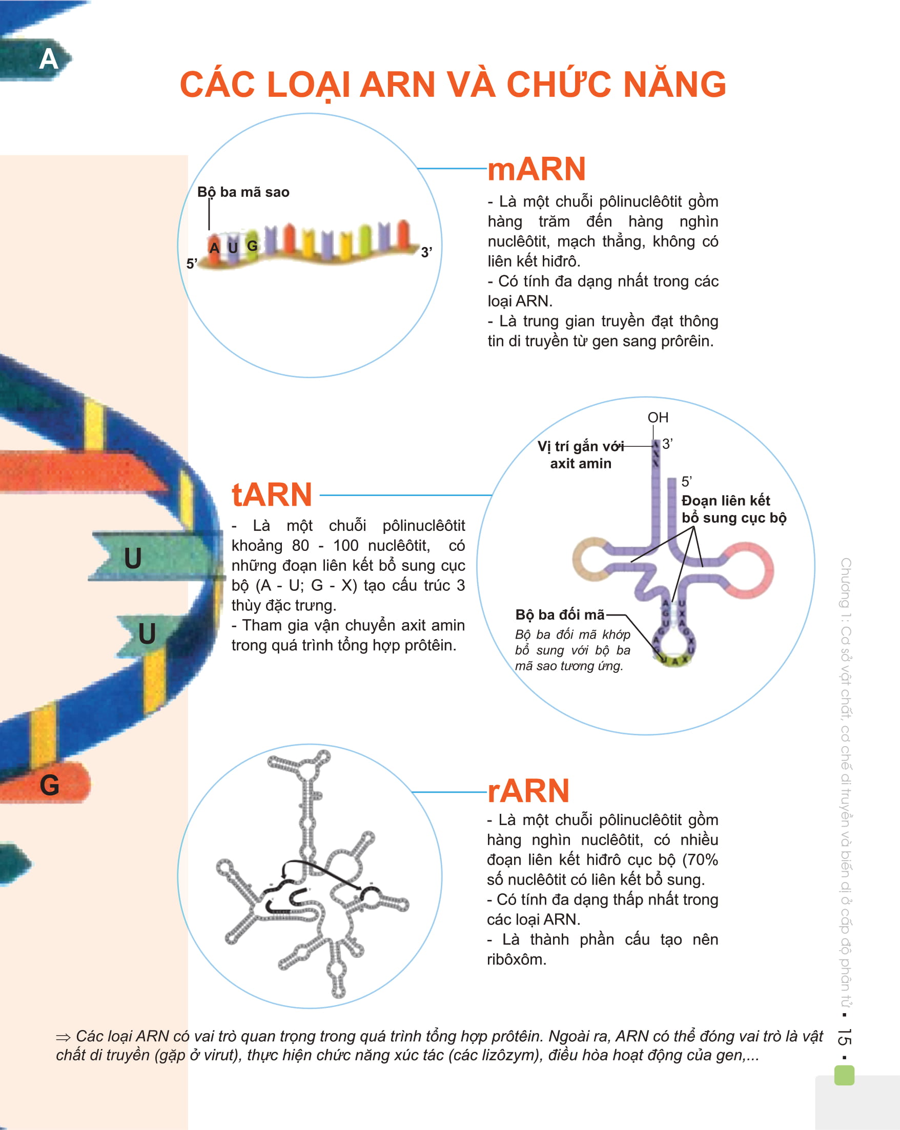Combo Đột phá 8+ Môn Toán tập 1, Sinh học
