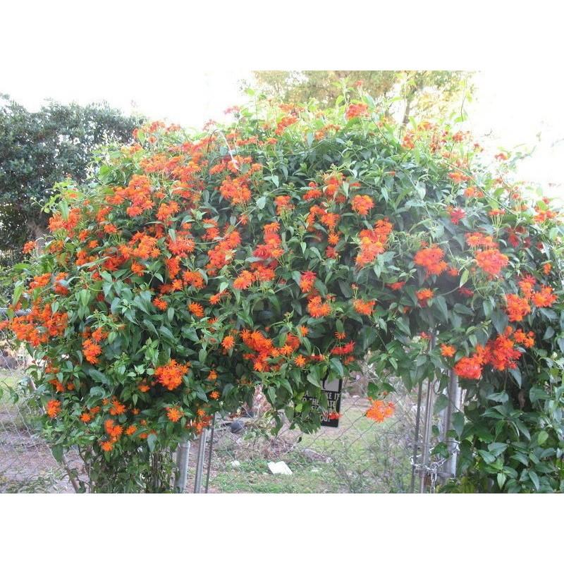 CHẬU hoa cúc leo màu cam đỏ, hoa sống khỏe nở hoa quanh năm leo dàn cực đẹp + Tặng 01 cây dâu da đất