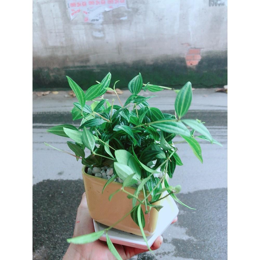 Chậu Cây Bình An Xanh