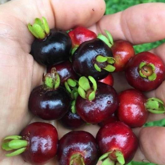 Cây giống cherry Brazil, giống cherry quả ngon ngọt