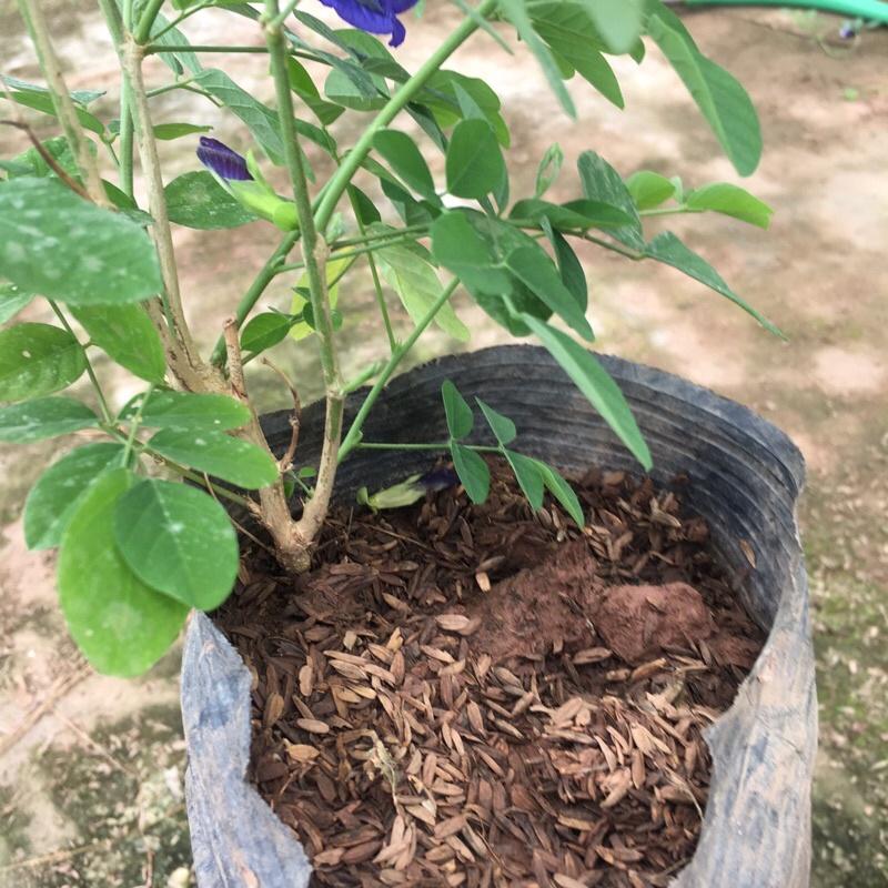 Cây đậu biếc leo giàn trồng bịch đen