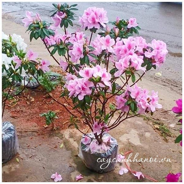 Cây giống hoa đỗ quyên lá to - cây to