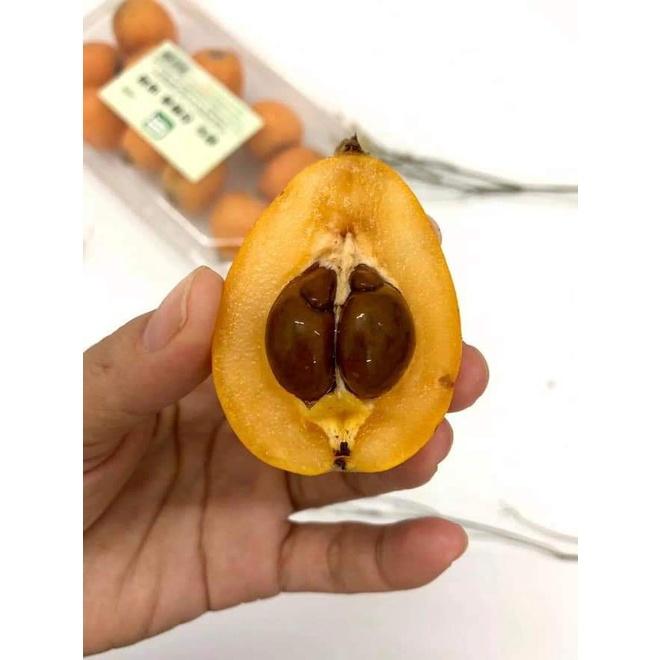 CÂY GIỐNG BIWA GIỐNG MỚI