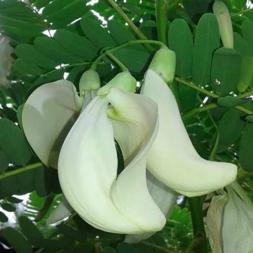 Hạt Giống So Đũa 2gr