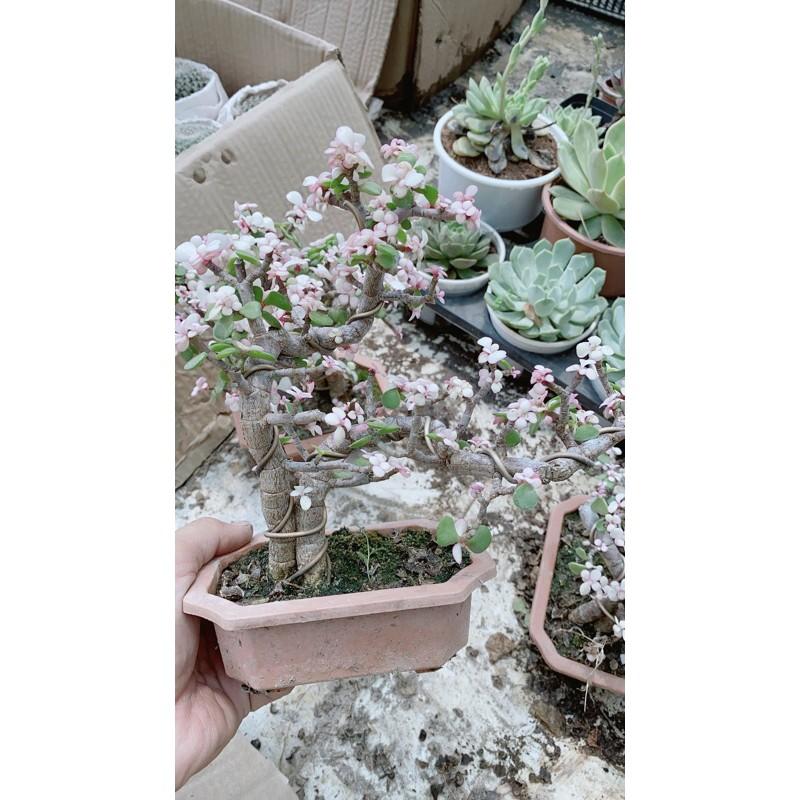 Cành Vàng Lá Ngọc