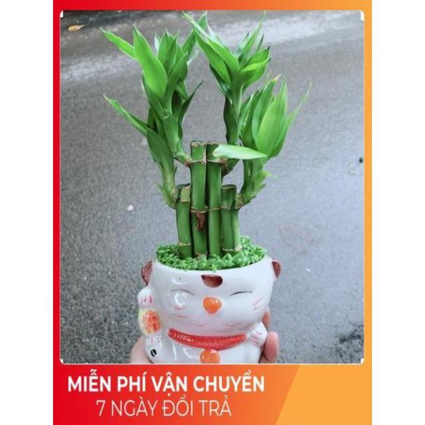 Chậu Trúc Phát Tài Mèo Thần Tài