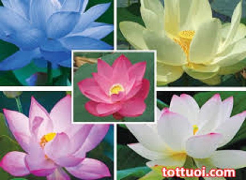 Củ Sen Super lotus