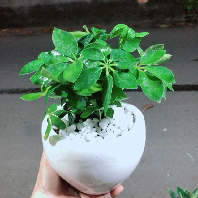 Chậu Cây Ngũ Gia Bì Đuổi Muỗi Tốt