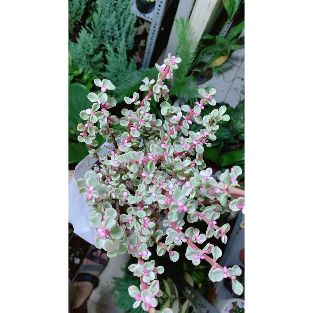 Cây Cành Vàng Lá Ngọc