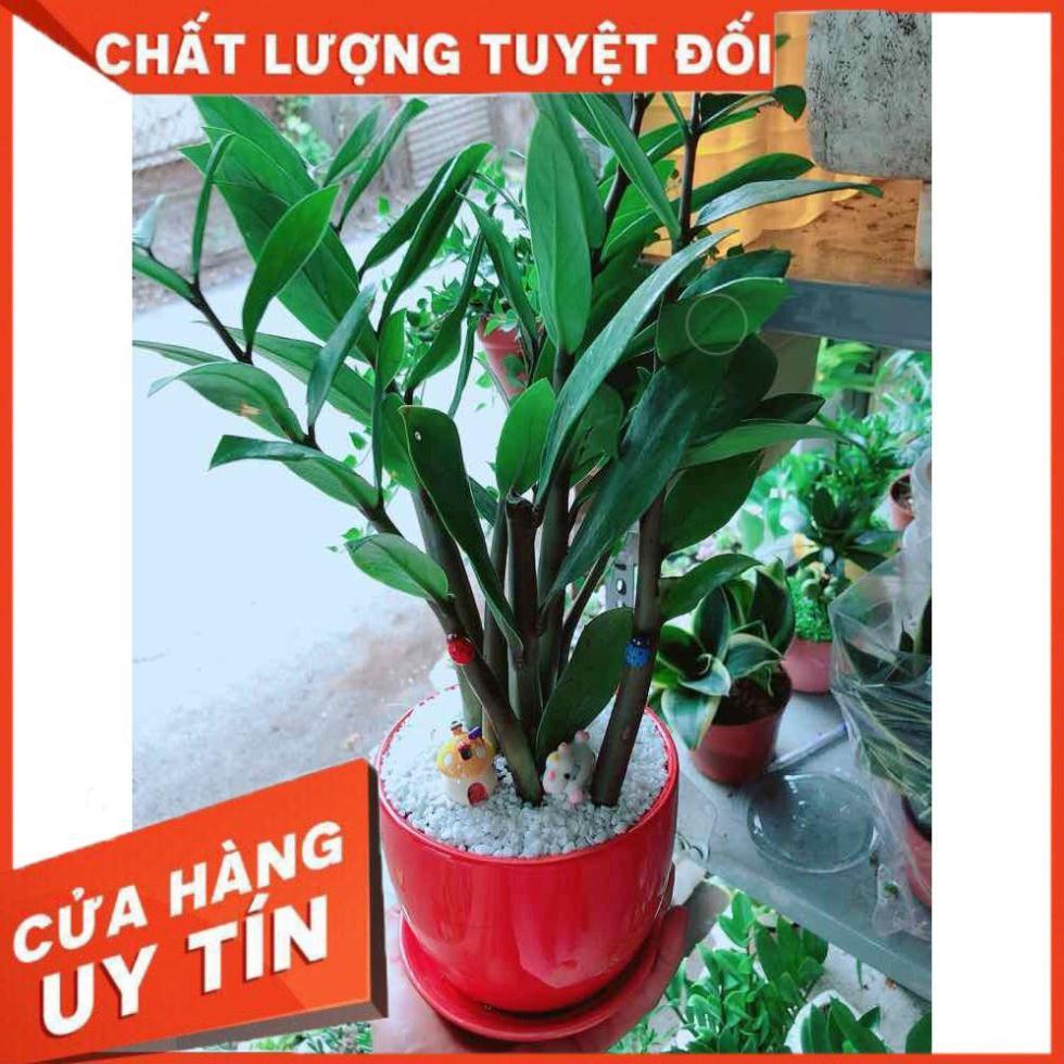 Chậu cây kim tiền Nhiều Người Mua