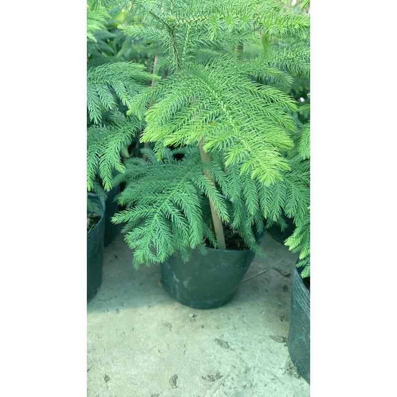 Tùng Bồng Lai Lá Kim Lớn