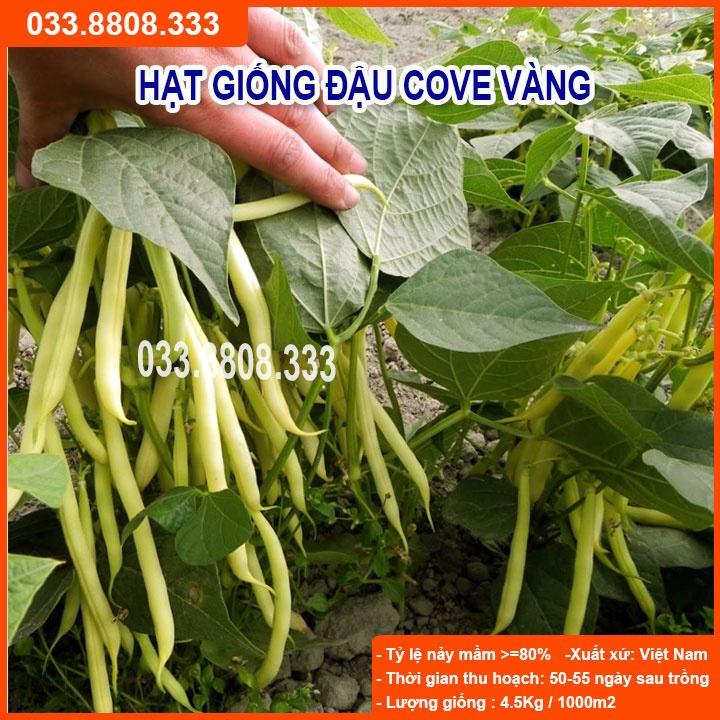 Hạt Giống Đậu Cove Vàng -Tỷ Lệ Nảy Mầm Cao
