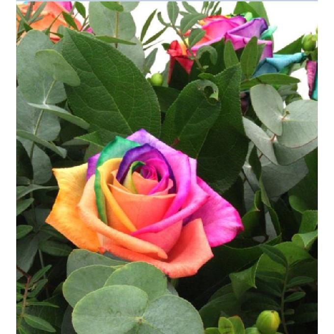 Hạt giống hoa hồng nhiều màu  - Gói 10 hạt-tặng kèm gói kích mầm