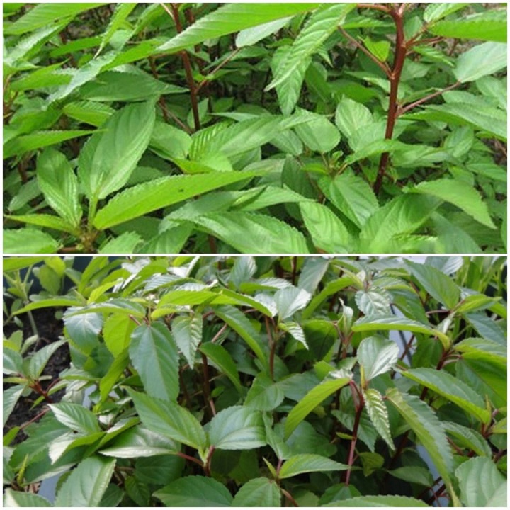 Hạt Giống Rau Đay Đỏ Cao Sản VN - Gói 20Gr