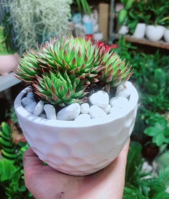 Phật Bà Viền Đỏ Kèm Chậu Sứ