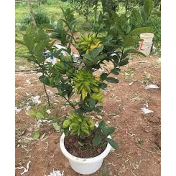CÂY PHẬT THỦ - QỦA ĐẸP - Ý NGHĨA - CÂY GIỐNG GIÁ TRỊ KINH TẾ CAO