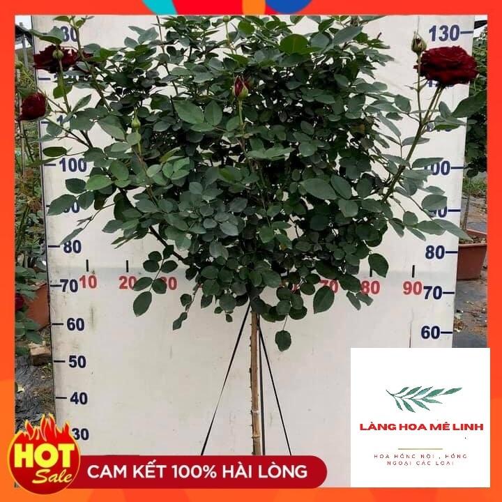Hoa hồng TREE THÂN GỖ - Form to đỏ rực, lâu tàn bền hoa.
