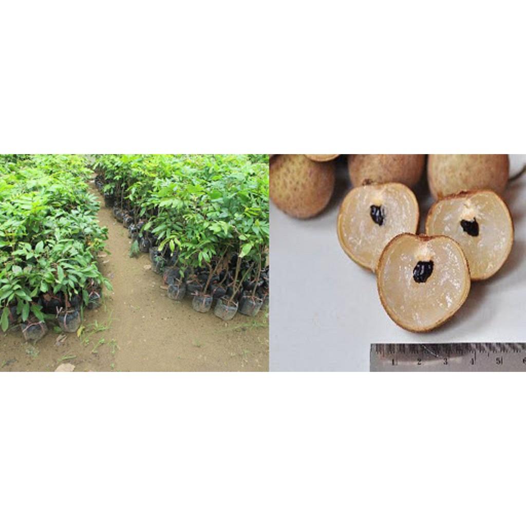 Cây giống NHÃN KHÔNG HẠT THÁI LAN- NHANH VÀ SIÊU QUẢ - THƠM - NGON - Cây giống chuẩn F1