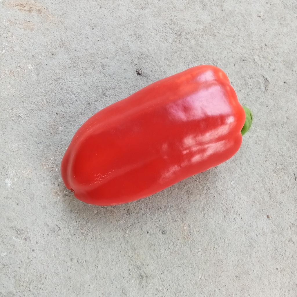 Hạt Giống Ớt chuông Baby Red