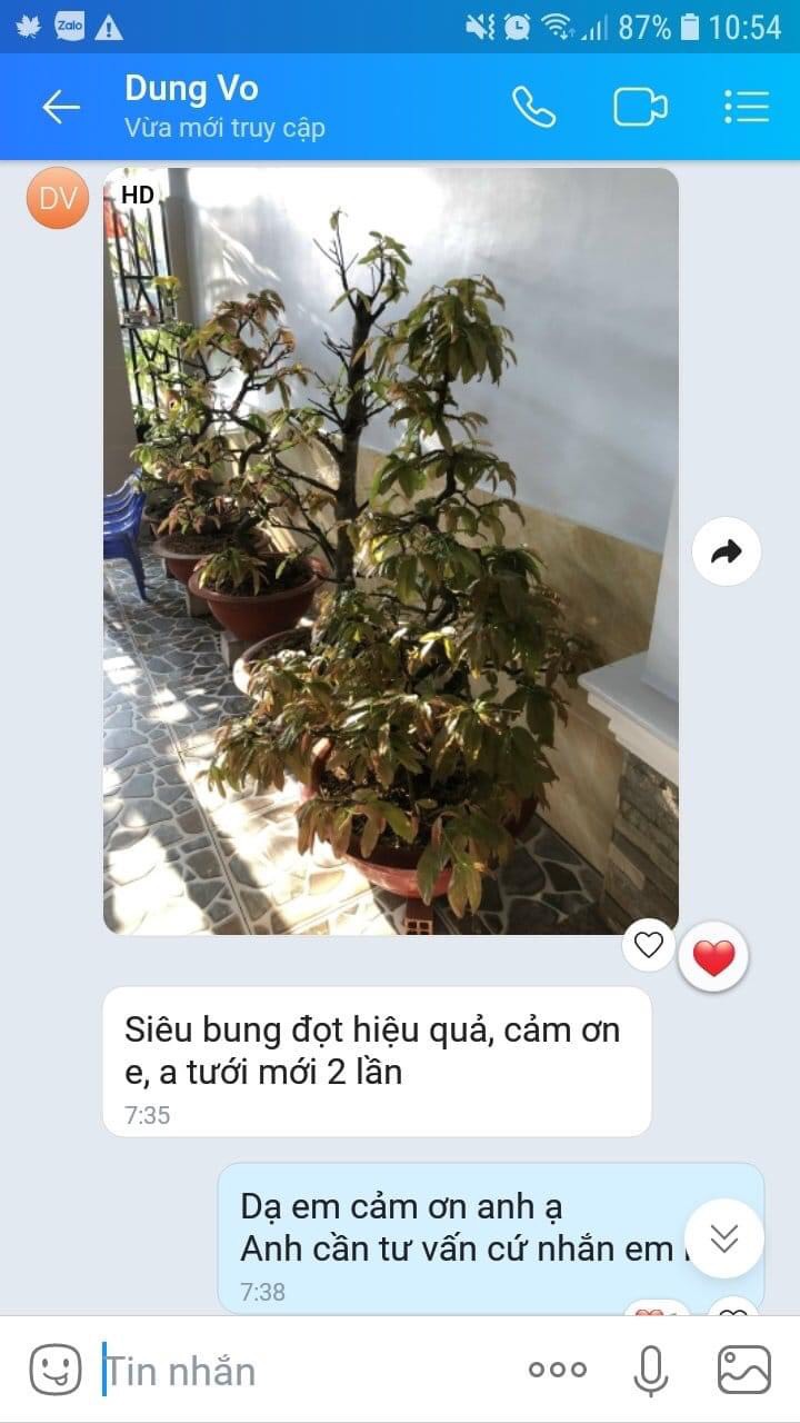 PHÂN BÓN CHUYÊN BUNG ĐỌT, KÍCH RỄ CHO MAI VÀNG - CAN 5 LÍT SIÊU TIẾT KIỆM