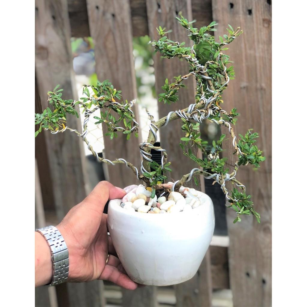 Chậu cây linh sam Bonsai mini