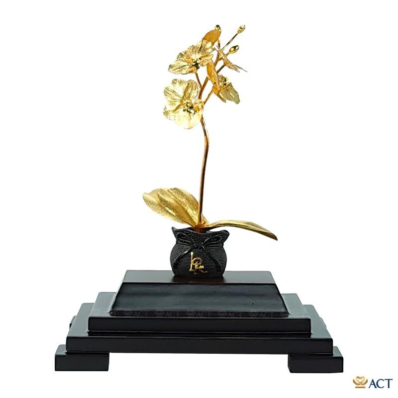 CHẬU LAN HỒ ĐIỆP 1 CÀNH