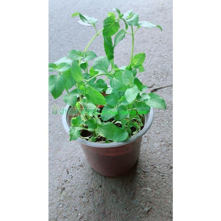 Chậu Bạc Hà Âu-Euromint