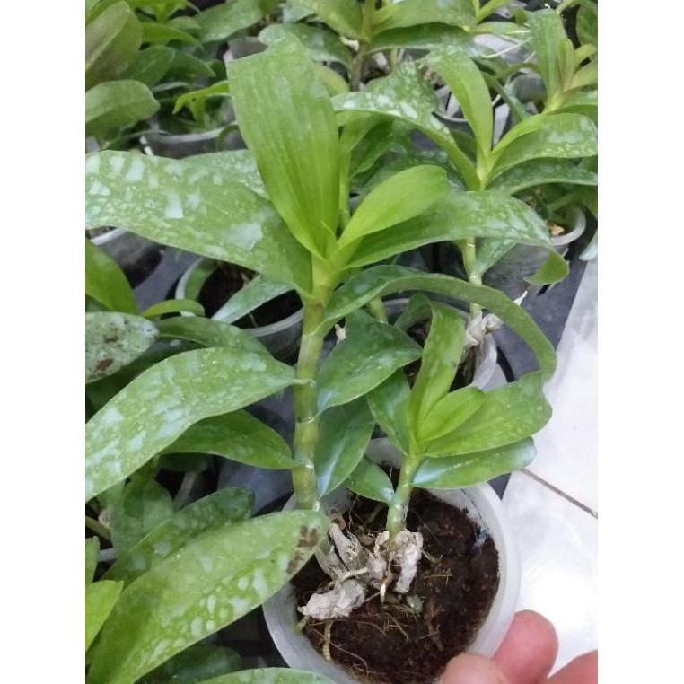 Hoa phong lan - 5ct quảng bình