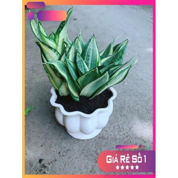 Chậu Lưỡi Hổ Thái